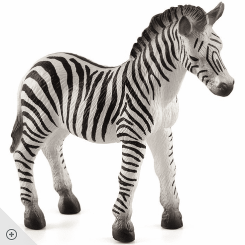 Zebra Foal