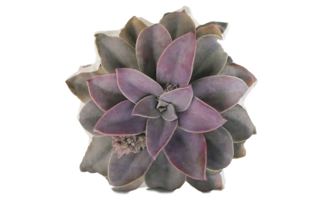 LA Succulent Pillow